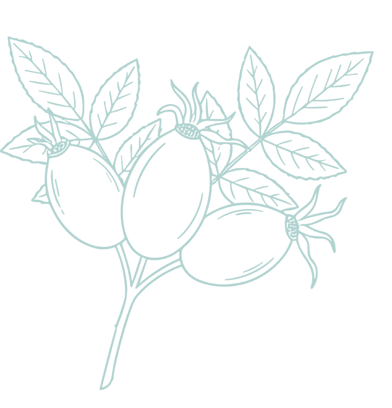 Illustration de baies et feuilles